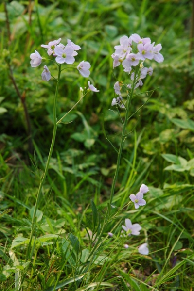 Pflanzenbild gross Gewöhnliches Wiesen-Schaumkraut - Cardamine pratensis