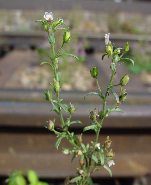 Pflanzenbild gross Kleines Leinkraut - Chaenorrhinum minus