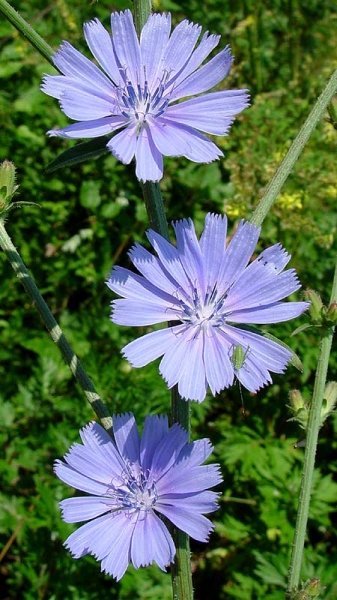 Pflanzenbild gross Wegwarte - Cichorium intybus
