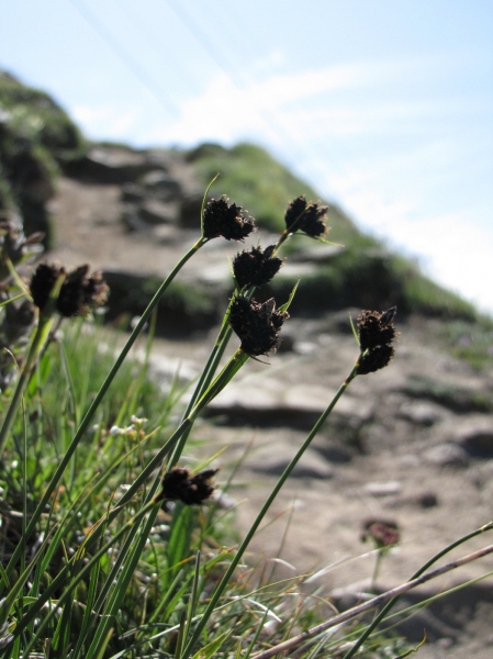 Pflanzenbild gross Kleine Trauer-Segge - Carex parviflora