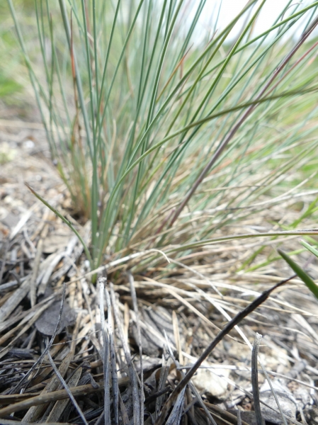 Pflanzenbild gross Walliser Schwingel - Festuca valesiaca