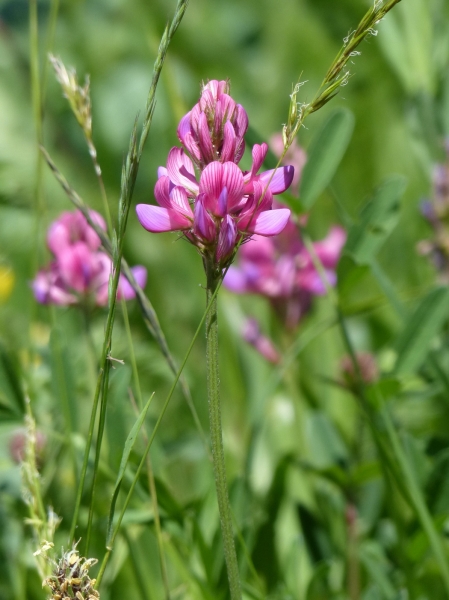 Pflanzenbild gross Berg-Esparsette - Onobrychis montana