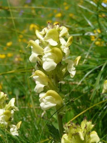 Pflanzenbild gross Knolliges Läusekraut - Pedicularis tuberosa