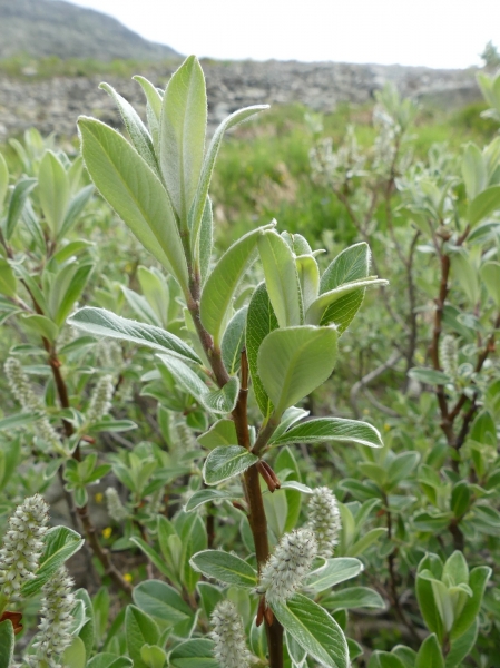 Pflanzenbild gross Schweizer Weide - Salix helvetica