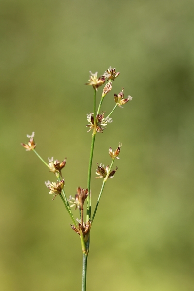 Pflanzenbild gross Alpen-Binse - Juncus alpinoarticulatus