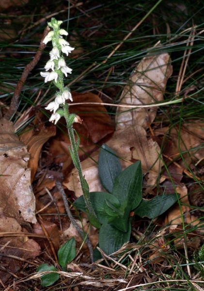 Pflanzenbild gross Moosorchis - Goodyera repens