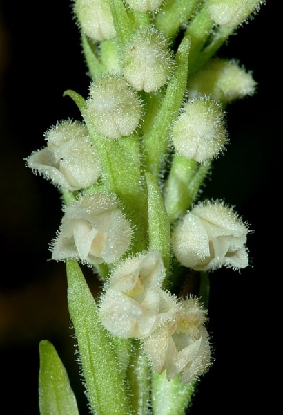Pflanzenbild gross Moosorchis - Goodyera repens