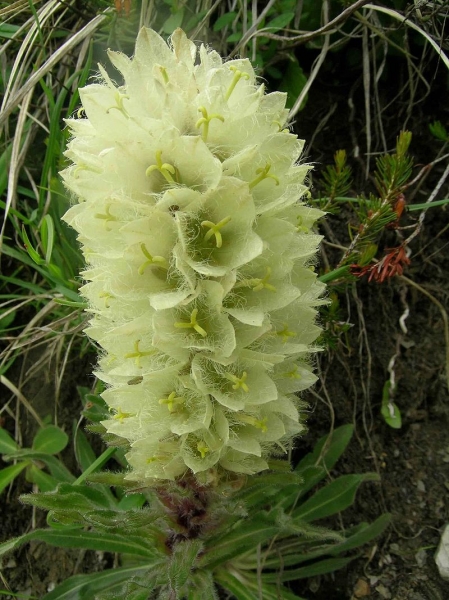Pflanzenbild gross Straussblütige Glockenblume - Campanula thyrsoides
