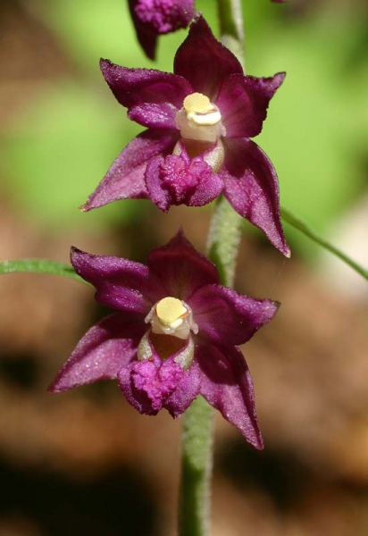 Pflanzenbild gross Braunrote Stendelwurz - Epipactis atrorubens