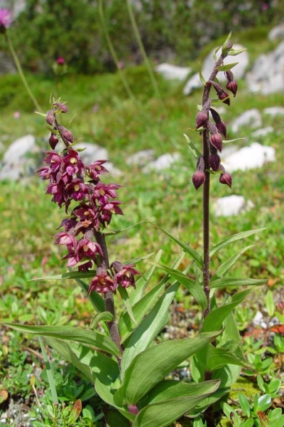 Pflanzenbild gross Braunrote Stendelwurz - Epipactis atrorubens