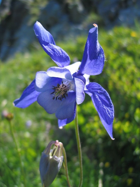 Pflanzenbild gross Alpen-Akelei - Aquilegia alpina