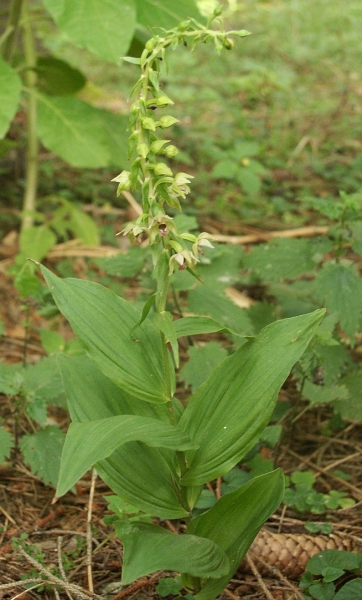 Pflanzenbild gross Gewöhnliche Breitblättrige Stendelwurz - Epipactis helleborine