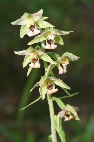 Pflanzenbild gross Gewöhnliche Breitblättrige Stendelwurz - Epipactis helleborine