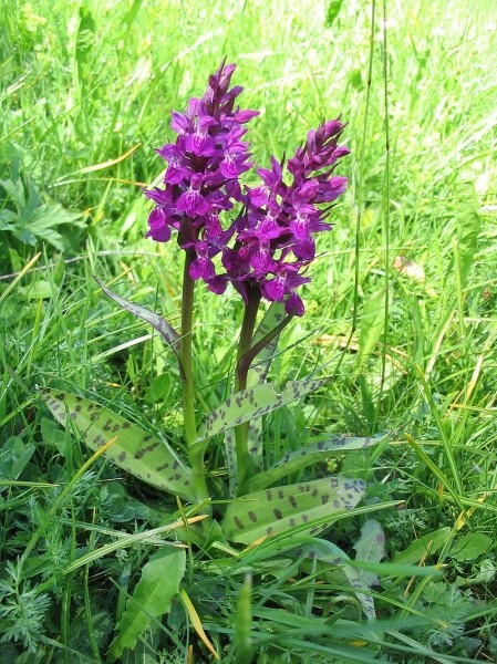 Pflanzenbild gross Breitblättrige Fingerwurz - Dactylorhiza majalis