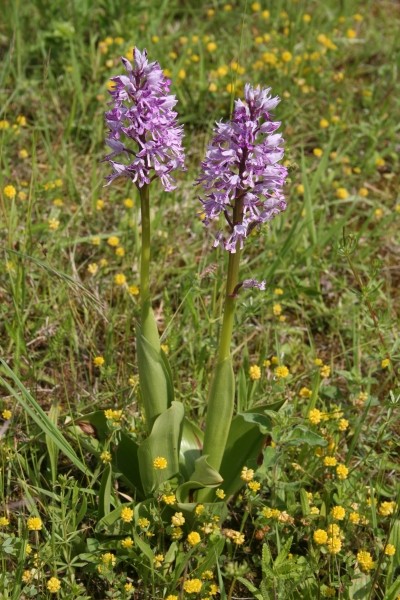Pflanzenbild gross Helm-Knabenkraut - Orchis militaris