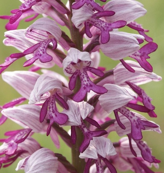 Pflanzenbild gross Helm-Knabenkraut - Orchis militaris