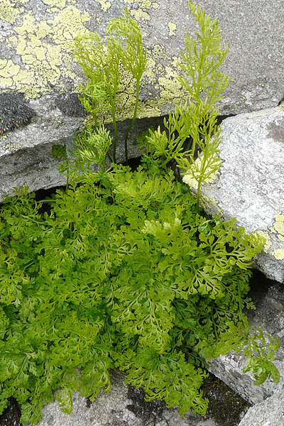 Pflanzenbild gross Krauser Rollfarn - Cryptogramma crispa