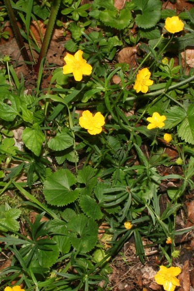Pflanzenbild gross Gold-Hahnenfuss - Ranunculus auricomus aggr.