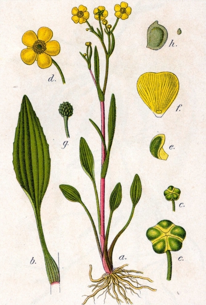 Pflanzenbild gross Kleiner Sumpf-Hahnenfuss - Ranunculus flammula