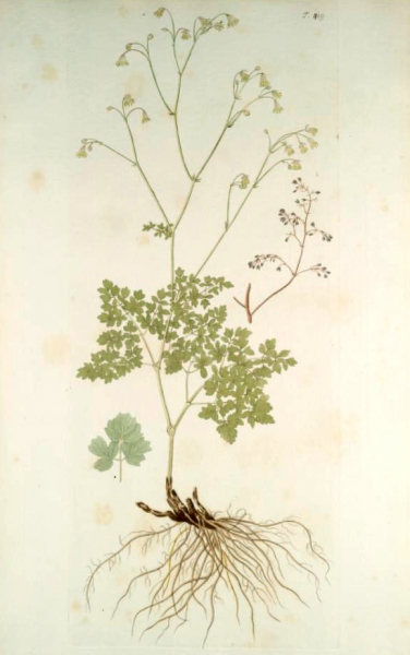Pflanzenbild gross Kleine Wiesenraute - Thalictrum minus