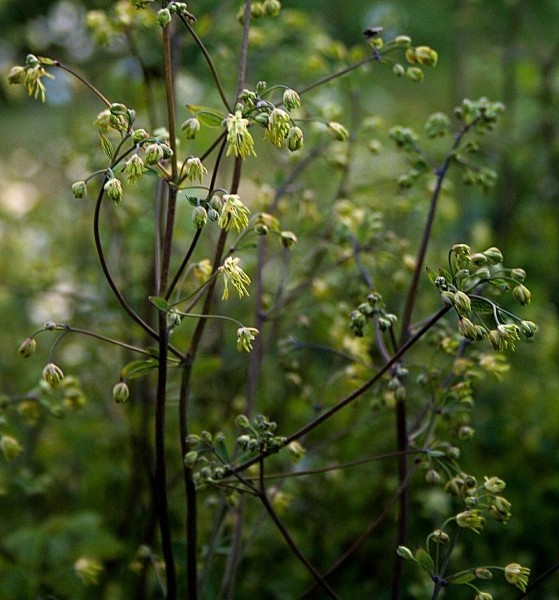 Pflanzenbild gross Kleine Wiesenraute - Thalictrum minus