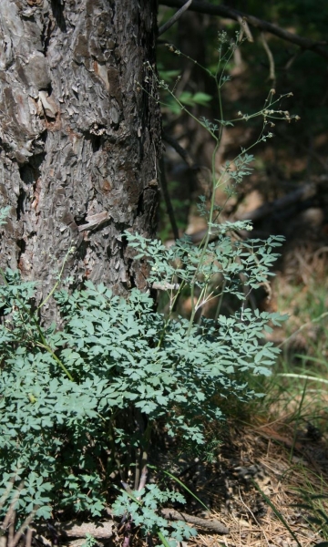 Pflanzenbild gross Kleine Wiesenraute - Thalictrum minus