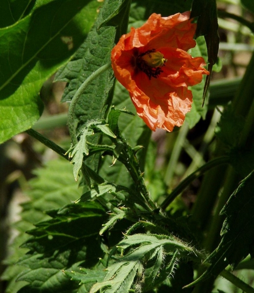 Pflanzenbild gross Saat-Mohn - Papaver dubium