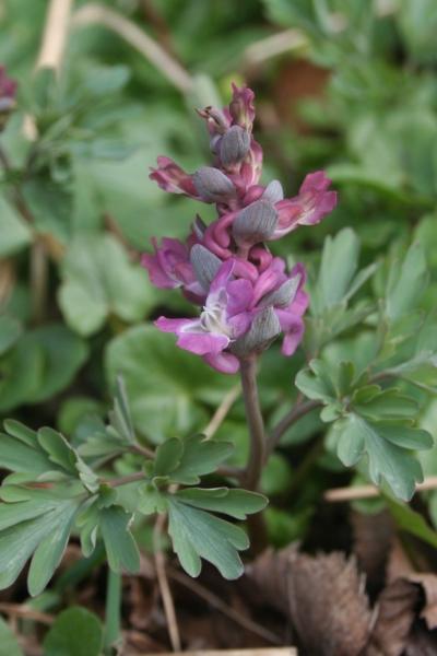 Pflanzenbild gross Hohlknolliger Lerchensporn - Corydalis cava