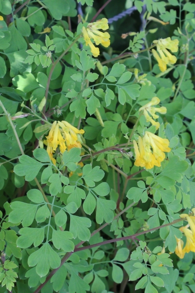 Pflanzenbild gross Gelber Lerchensporn - Corydalis lutea