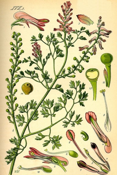 Pflanzenbild gross Echter Erdrauch - Fumaria officinalis