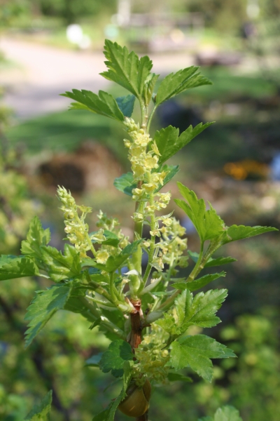 Pflanzenbild gross Alpen-Johannisbeere - Ribes alpinum