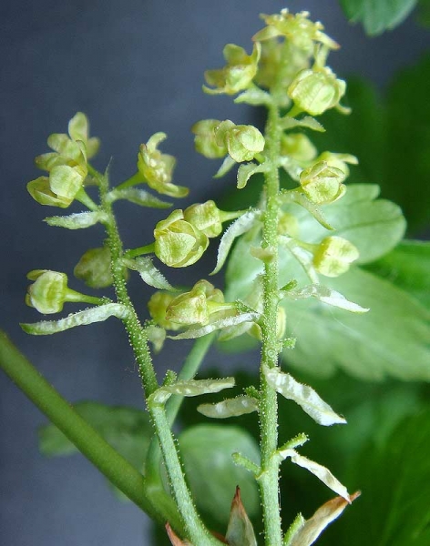 Pflanzenbild gross Alpen-Johannisbeere - Ribes alpinum