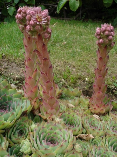 Pflanzenbild gross Dach-Hauswurz - Sempervivum tectorum