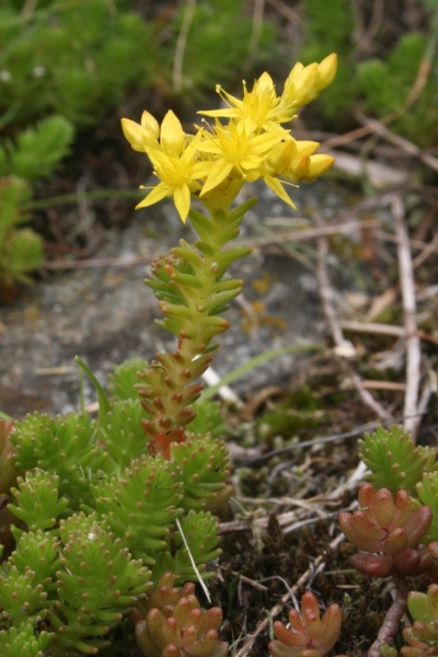 Pflanzenbild gross Milder Mauerpfeffer - Sedum sexangulare