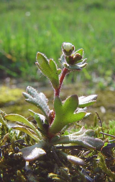 Pflanzenbild gross Dreifingeriger Steinbrech - Saxifraga tridactylites