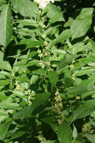Pflanzenbild gross Aufrechtes Glaskraut - Parietaria officinalis