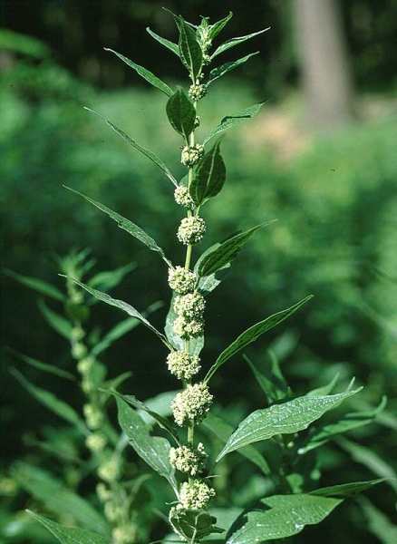 Pflanzenbild gross Aufrechtes Glaskraut - Parietaria officinalis