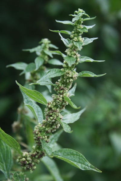 Pflanzenbild gross Aufrechtes Glaskraut - Parietaria officinalis