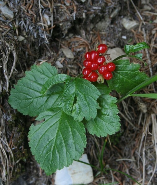 Pflanzenbild gross Steinbeere - Rubus saxatilis