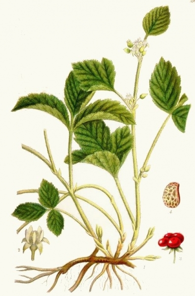 Pflanzenbild gross Steinbeere - Rubus saxatilis