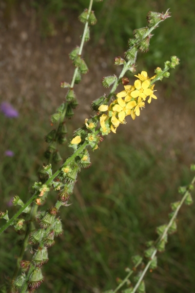 Pflanzenbild gross Kleiner Odermennig - Agrimonia eupatoria