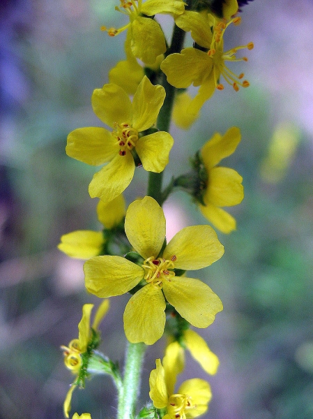 Pflanzenbild gross Kleiner Odermennig - Agrimonia eupatoria