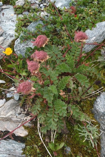 Pflanzenbild gross Kriechende Nelkenwurz - Geum reptans