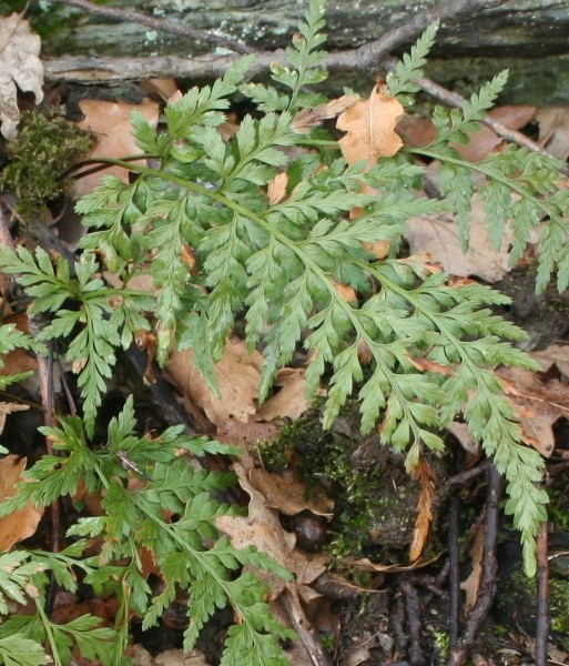 Pflanzenbild gross Schwarzstieliger Streifenfarn - Asplenium adiantum-nigrum