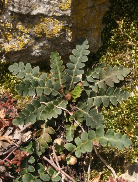 Pflanzenbild gross Schriftfarn - Asplenium ceterach