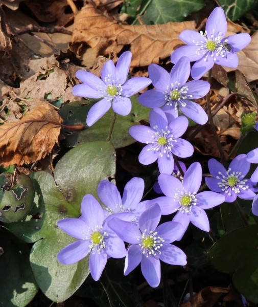Pflanzenbild gross Leberblümchen - Hepatica nobilis