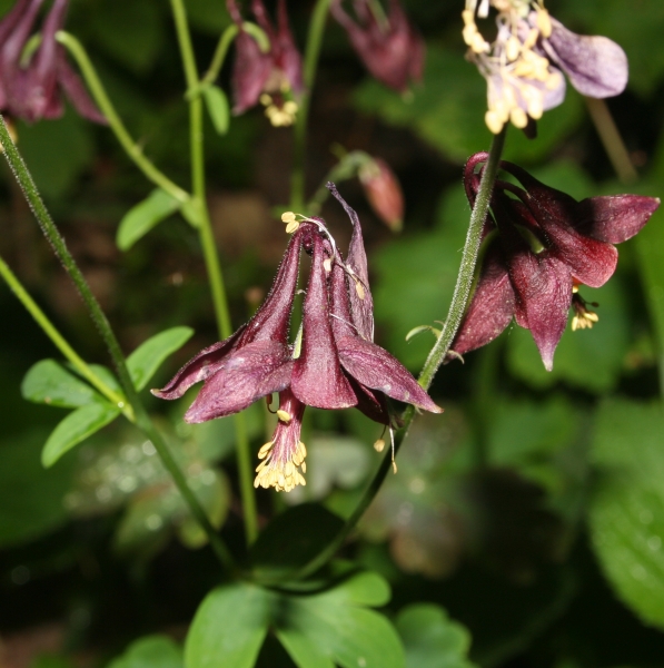 Pflanzenbild gross Dunkle Akelei - Aquilegia atrata