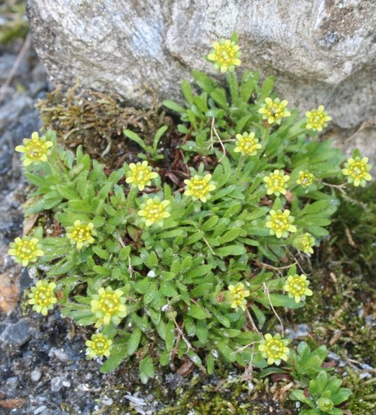 Pflanzenbild gross Séguiers Steinbrech - Saxifraga seguieri