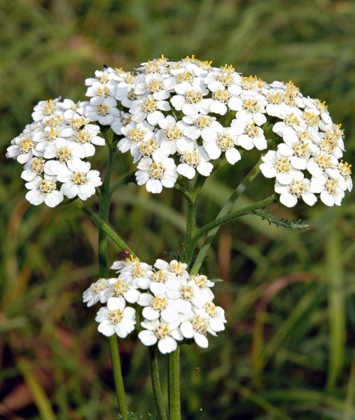 Pflanzenbild gross Gewöhnliche Wiesen-Schafgarbe - Achillea millefolium