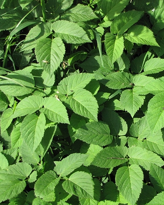 Pflanzenbild gross Geissfuss - Aegopodium podagraria